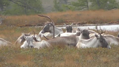 A group of caribou resting Video stock 279598833