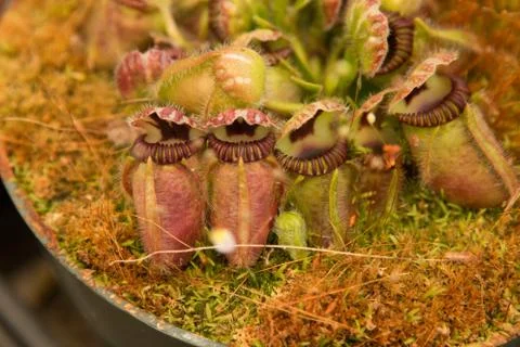 Group of carnivorous plants, warm lighting, moss, close up Stock Photos