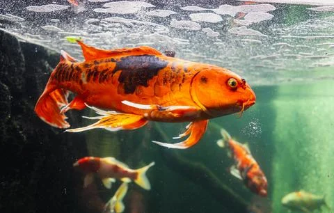 Group of Carp Coi Fish Swimming in an Aquarium Stock Photos