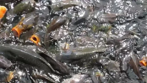 Group of carp fish and cat fish are waiting to be feed by visitors. Stock Footage 220555172