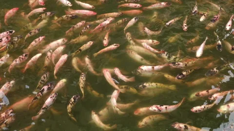 Group of carp fish 스톡 동영상 291534705