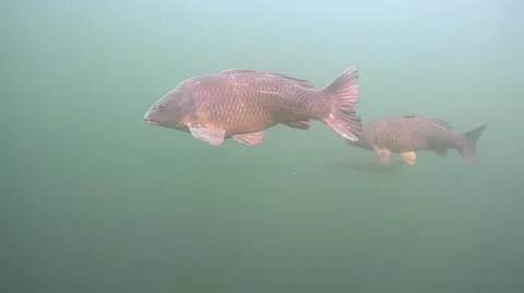 Group of carp Stock Footage 47960607