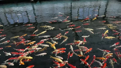 A group of carp in a lake Vídeos de archivo 310079792