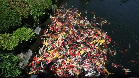 A group of carp in a lake Video stock 310079817
