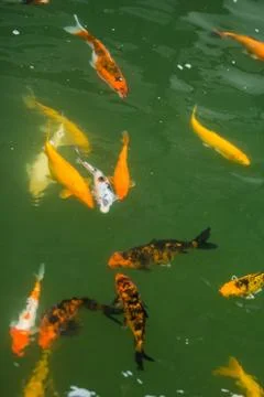 Group of carp Stock Photos