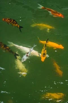 The group of carp Stock Photos