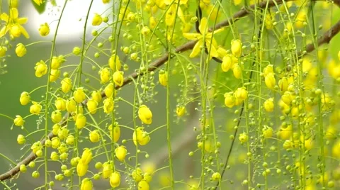 Group of cassia flowers Stock Footage 48921798