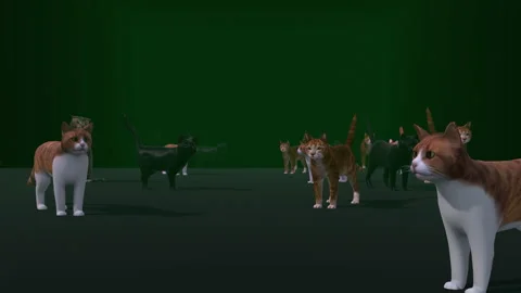 Group of Cat Background Stock Footage 276759140