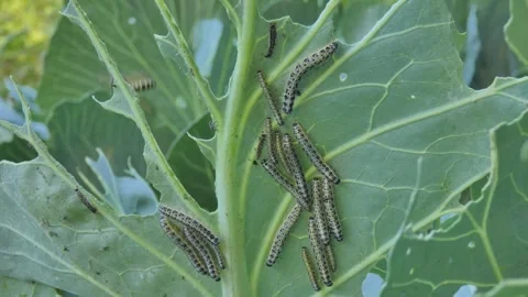 Group of caterpillars on cabbage with wasp flying bokeh Stock Footage 332664068