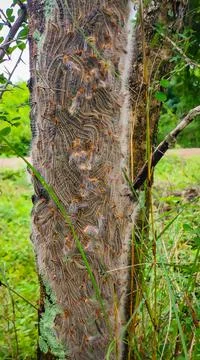 The Group Of Caterpillars On Green Tree Leaf. Caterpillar Babies Colony On Gr Stock Photos