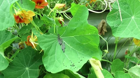 A group of caterpillars of the
large white cabbage butterfly resting on a Stock Footage 313738036