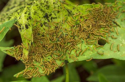 Group of caterpillars in a leaf feeding on it Foto stock