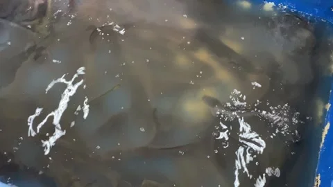 Group of catfish on blue water tube on market for sale Stock Footage 312390153