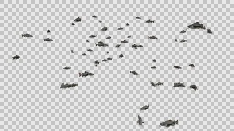 A Group of Catfish Swimming - Close View Type  C - With Embedded Alpha Channe Vídeos de archivo 61834462