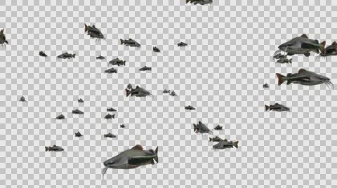 A Group of Catfish Swimming - Close View Type  E - With Embedded Alpha Channe Video stock 61835463