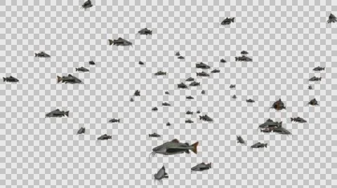 A Group of Catfish Swimming - Close View Type  D - With Embedded Alpha Channe Vídeos de archivo 61835482
