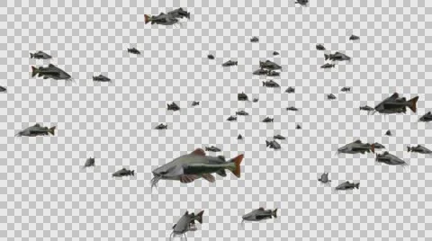 A Group of Catfish Swimming - Close View Type  B - With Embedded Alpha Channe Vídeos de archivo 61835487