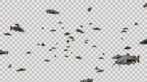 A Group of Catfish Swimming - Close View Type  A - With Embedded Alpha Channe Vídeos de archivo 61835499