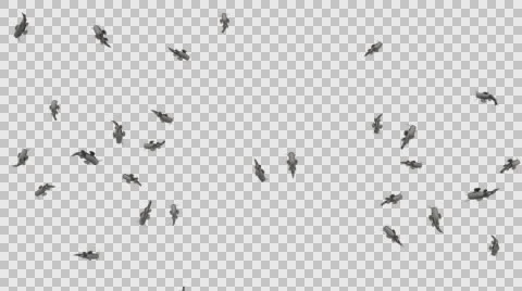 A Group of Catfish Swimming - Top Close View Type  A - With Embedded Alpha Ch Video stock 61834441