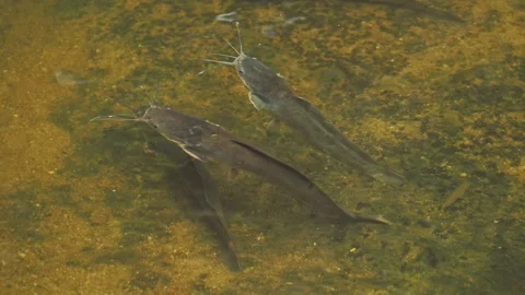 Group of catfish in transparent water Stock Footage 332259396
