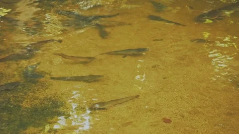 Group of catfish in transparent water. Stock Footage 332532577
