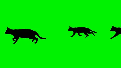 Group Of Cats Are Walking Stock Footage 49323174
