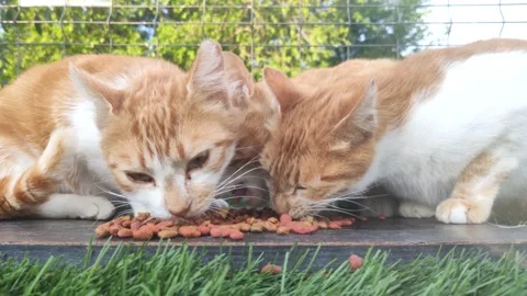 A group of cats eating Stock Footage 153787362