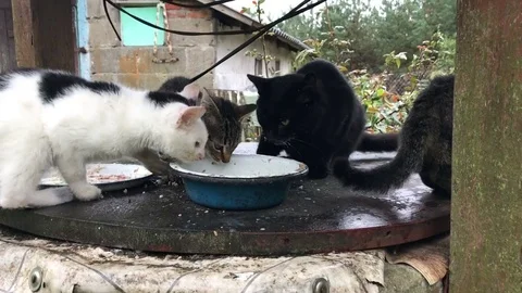 A group of cats eating milk from the same bowl. Stock Footage 84248967