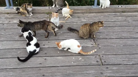 Group of cats Video stock 87936136