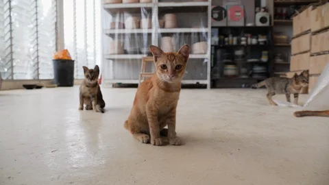 Group of cats in indoor pottery workshop during day time, Melaka, Malaysia Stock Footage 146565170