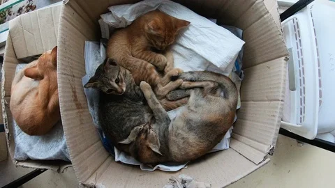 Group of cats lying in cardboard box with pillows and blanket Stock Footage 146566060