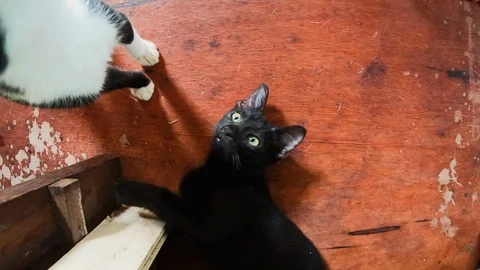 Group of cats lying on floor and walking around, animal shelter in George Town Stock Footage 146554594