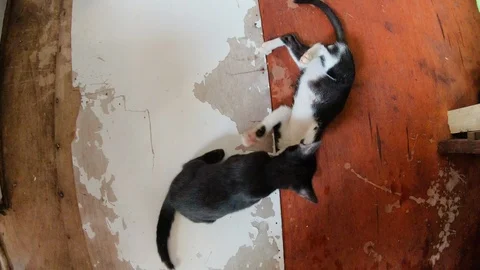Group of cats lying on floor and walking around, animal shelter in George Town Vídeos de archivo 146554826