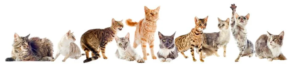 Group of cats Stock Photos