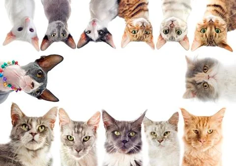 Group of cats Stock Photos