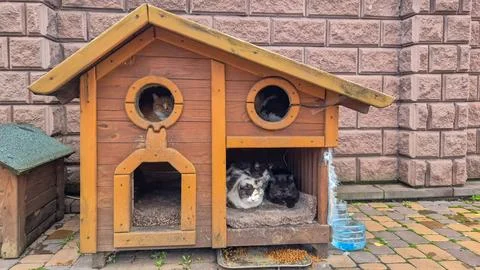 Group of cats resting inside a wooden outdoor pet house against a brick wall. Co Foto stock