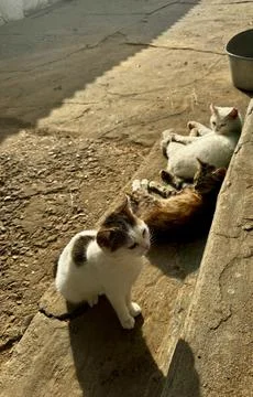 Group of Cats Resting on Rustic Pavement Stock Photos