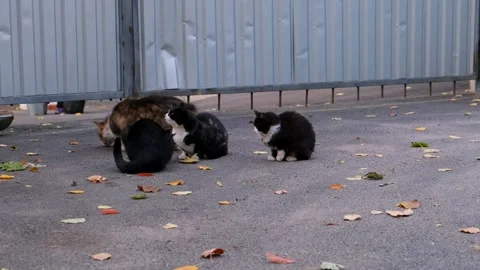 A group of cats sitting on the ground next to a fence. a woman's hand feeds.. Stock Footage 329695007