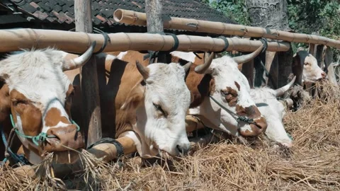 Group Of Cattle With Blue Control Ropes Eating Hay In The Countryside Stock Footage 302528506