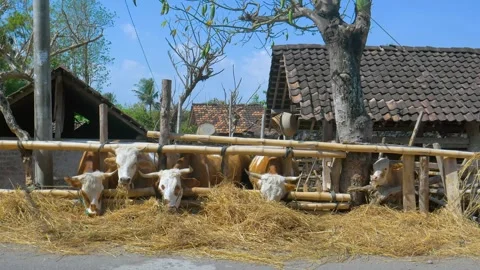 Group of Cattle with Blue Control Ropes on Their Noses Eating Hay  Stock Footage 302528525
