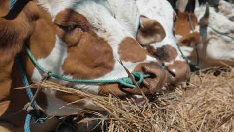 Group Of Cattle With Blue Control Ropes Eating Hay In The Countryside  Video stock 302528529