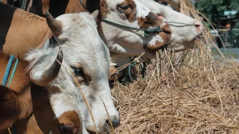 Group Of Cattle With Blue Control Ropes On Their Noses Eating Hay Stock Footage 302528554