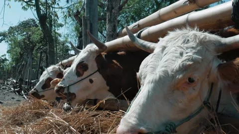 Group of Cattle with Blue Control Ropes on Their Noses Eating Fresh Hay  Stock Footage 302528582