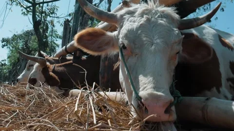 Group Of Cattle With Blue Control Ropes Eating Hay In Depok Bantul  Video stock 302528588