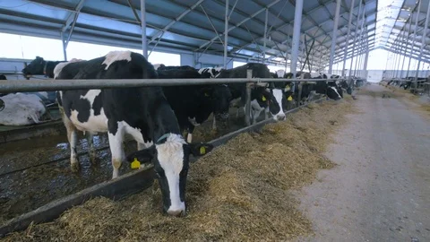 Group of cattle chewing hay in modern farm building Video stock 73047243
