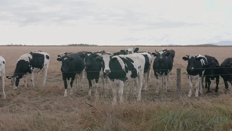 Group cattle of curious friendly young black white milk cows Stock Footage 88707722