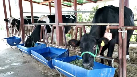 A group of cattle eating along cows line eating grass on farm cowshed barn. M Stock Footage 265872803