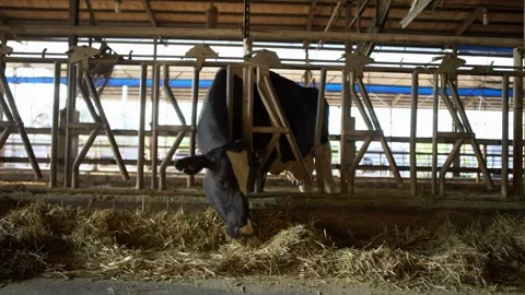 A group of cattle eating along cows line eating grass on farm cowshed barn. M Video stock 265873221