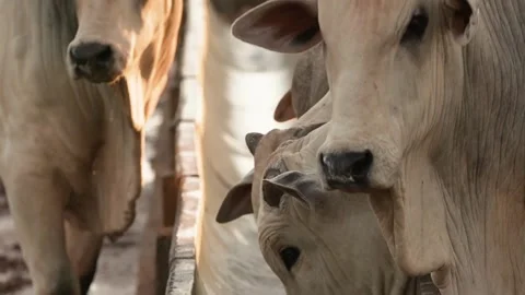 A group of cattle eating along cows line eating grass on farm cowshed barn. M Stock Footage 265879173