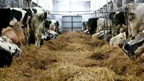 A group of cattle eating along cows line eating grass on farm cowshed barn. Man Video stock 334655304